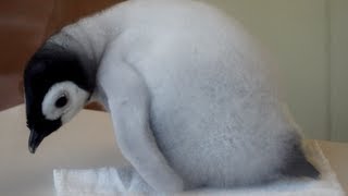 AWS エンペラーペンギン 赤ちゃん 羽繕い-Emperor Penguin chick-