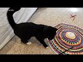 icymi caturday lucky ferals season 8 weeks 9 u0026 10 cat vlog