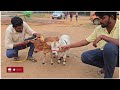 nadipathy cattle 1 2 feet height youtube animals cow youtubeshorts yt indiancattle