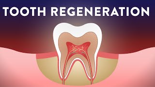 Can We Regenerate Our Teeth?