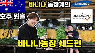 호주워홀 바나나 농장계의 삼성 맥카이!! 쉐드편!!!