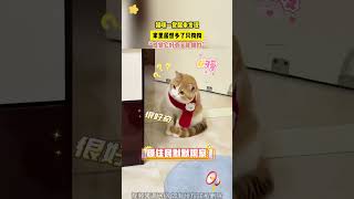 猫咪一觉醒来发现，家里居然多了只狗狗 （视频来源于：@高大饼 ）#被萌宠治愈的那些时刻 #萌到爆炸了💥 #萌宠出道计划 #狗狗 #猫咪