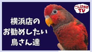 【こんぱまるＴＶ】横浜店　＃3　お勧めの鳥さん！