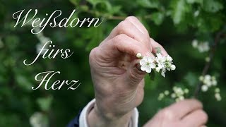 Weißdorn fürs Herz - Viriditas Heilpflanzen-Video