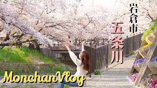 Vlog【愛知県 岩倉市 五条川 桜】2022年も好きな桜並木に行ってきました