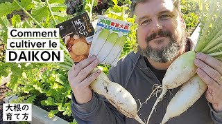 Comment cultiver le DAIKON (du semis à la récolte)『TUTO』