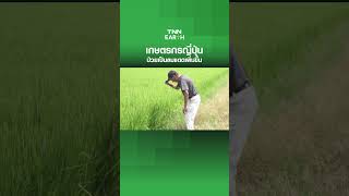 เกษตรกรญี่ปุ่นป่วยเป็นลมแดดเพิ่มขึ้น | TNN EARTH | 29-08-24