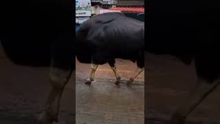 ഈ കാട്ടുപോത്തിന്റെരു ധൈര്യം #wildbuffalo #buffalo #town #city #shortsvideo