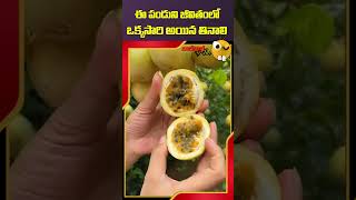 ఈ పండుని జీవితంలో ఒక్కసారి అయిన తినాలి  #healthtips #fuits #bulbulbhai