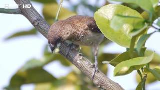 在田野中觀鳥