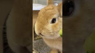 ペロペロが止まらないうさぎ🐰