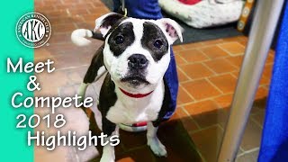 Meet and Compete 2018 - AKC Meet the Breeds \u0026 Masters Agility Championship Highlights