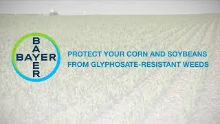 Protect Your Corn and Soybeans from Glyphosate-Resistant Weeds