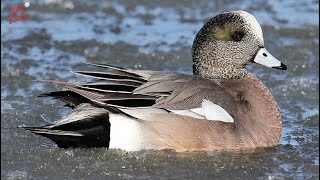 Icy Wigeon - Waterfowl Photography - Ducks - Drake and Hen Wigeon - Pitboss Waterfowl