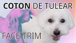 Face Trim | Coton de Tulear