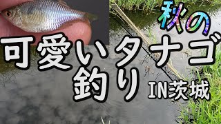 【タナゴ釣り】秋のタナゴ釣りってこんなに難しかったかな【前編】