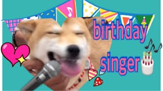 【柴犬　もみさん】 (歌う犬)　バースデーソング歌う　1歳の誕生日　ドッグラン　 Dog sing the birthday song♫ 　💕 Shiba Inu momisan💕