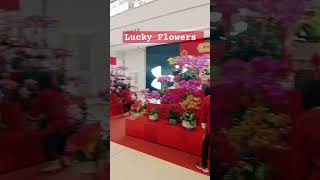 LUCKY 🌺 FLOWERS FOR CHINESE NEW YEAR 🎊#flowers #shortsviral