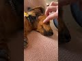 ママのマッサージは極上だった いぬのいる生活 可愛い 癒し ミニチュアダックスフンド 犬 愛犬 dachshund