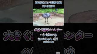 【JPzoo】ハシビロコウ／大きな体でも素早いハンター？／高知県立のいち動物公園 #鳥 #動物園 #かわいい