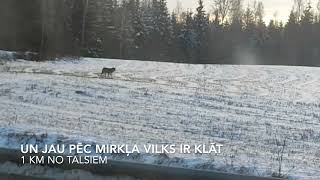 Pie Talsu robežas vilks mēģina tikt pie notriektas mežacūkas. Aculiecinieka video