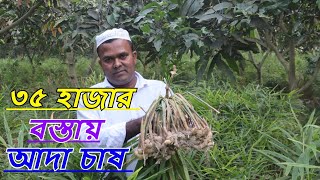 আদা চাষে ব্যাপক সফলতা। আধুনিক কৃষি ফার্ম।রুবেল মিয়া।