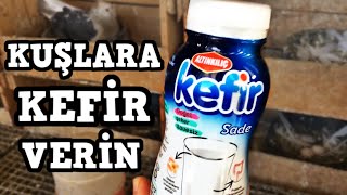 BU KUŞLAR KEFİR İÇİYOR VE MUTLU OLUYOR [ KEFİRİN FAYDALARI ]