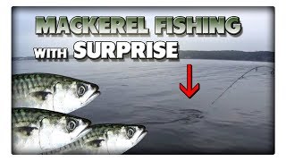 Mackerel fishing with surprise