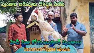 కోయంబత్తూర్ పుంజులు 9000243514