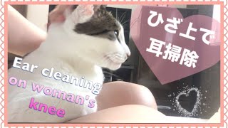 【膝の上で耳掃除される猫】猫の耳掃除やり方 。耳かきされてウットリする猫の癒し動画 Clean the cat's ears. Cute cat healing videos.