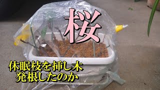 【桜 休眠枝を挿し木、発根したのか】2月頃に前年伸びた枝の挿し穂を保水しながら冷蔵庫で休眠させて、3月中旬に挿し木