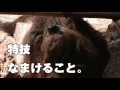 【伊豆シャボテン動物公園】フタユビナマケモノ