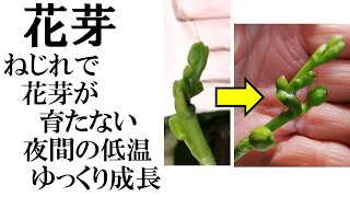 蘭　成長の遅い花芽、ねじれた花芽