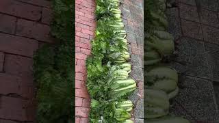 New idea grows vegetables in gaps between bricks in China #shorts #shortvideo