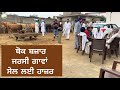 Chhiniwal kalan dairy farm jarsi cow for sale in Punjab 6280713934