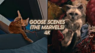 goose scenepack [4k] (the marvels)