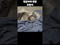 꾹꾹이에 취한 고양이