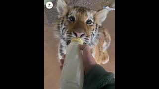 ഭംഗിയുള്ള കടുവക്കുട്ടികൾ || Cute tiger cubs || Amazing Tiger baby Facts || #shorts