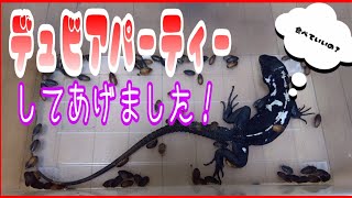 【閲覧注意】デュビアパーティーをパンダトゲオイグアナにしてあげました！