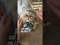 Kitty Cat Videos #cat #cutecat #cats #cute #music #cuteanimals