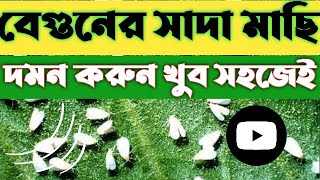 বেগুনের সাদা মাছি দমন পদ্ধতি || বেগুনের সাদা মাছি দমন করুন খুব সহজেই || How to control white fly