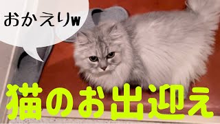 【猫品種ラガマフィン】留守番を頑張った猫　出張帰りにお出迎えしてくれました