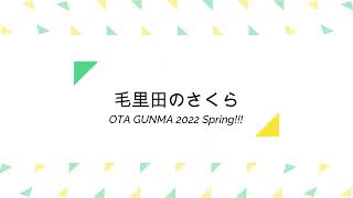 群馬県　毛里田地区の桜