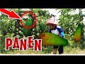 Subhanalloh .... Panen PEPAYA / GANDUL Youtuber Melimpah Ruah || Muchtadil Anwar Vlog