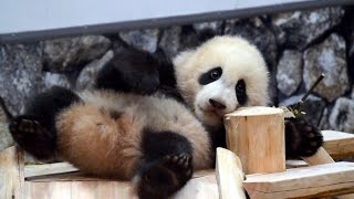 【連続すべり台♪】パンダの結浜🐼すべっては飼育員さんにかけ寄る！【もういっか~い♪】Giant Panda Baby -Yuihin-☆Yuihin run up to the caretaker