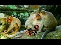 Amazing Monkey family, How loving with each other. Monkey In Cambodia