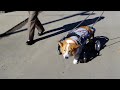 犬の車椅子　コーギー　タロウちゃん1　adoworks.com