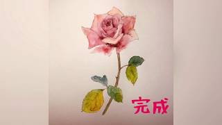 水彩画　バラを描く　Watercolor    Rose