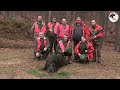 hunting serbia wild boar hunting lov divlje svinje veliki jastebac i reprocentar jelena full video