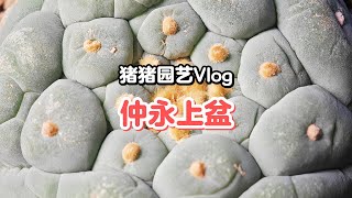 猪猪园艺Vlog：名家球仲永大疣银上盆分享